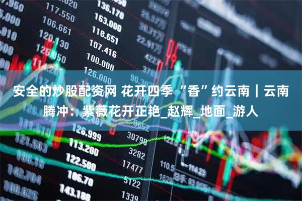 安全的炒股配资网 花开四季 “香”约云南｜云南腾冲：紫薇花开正艳_赵辉_地面_游人